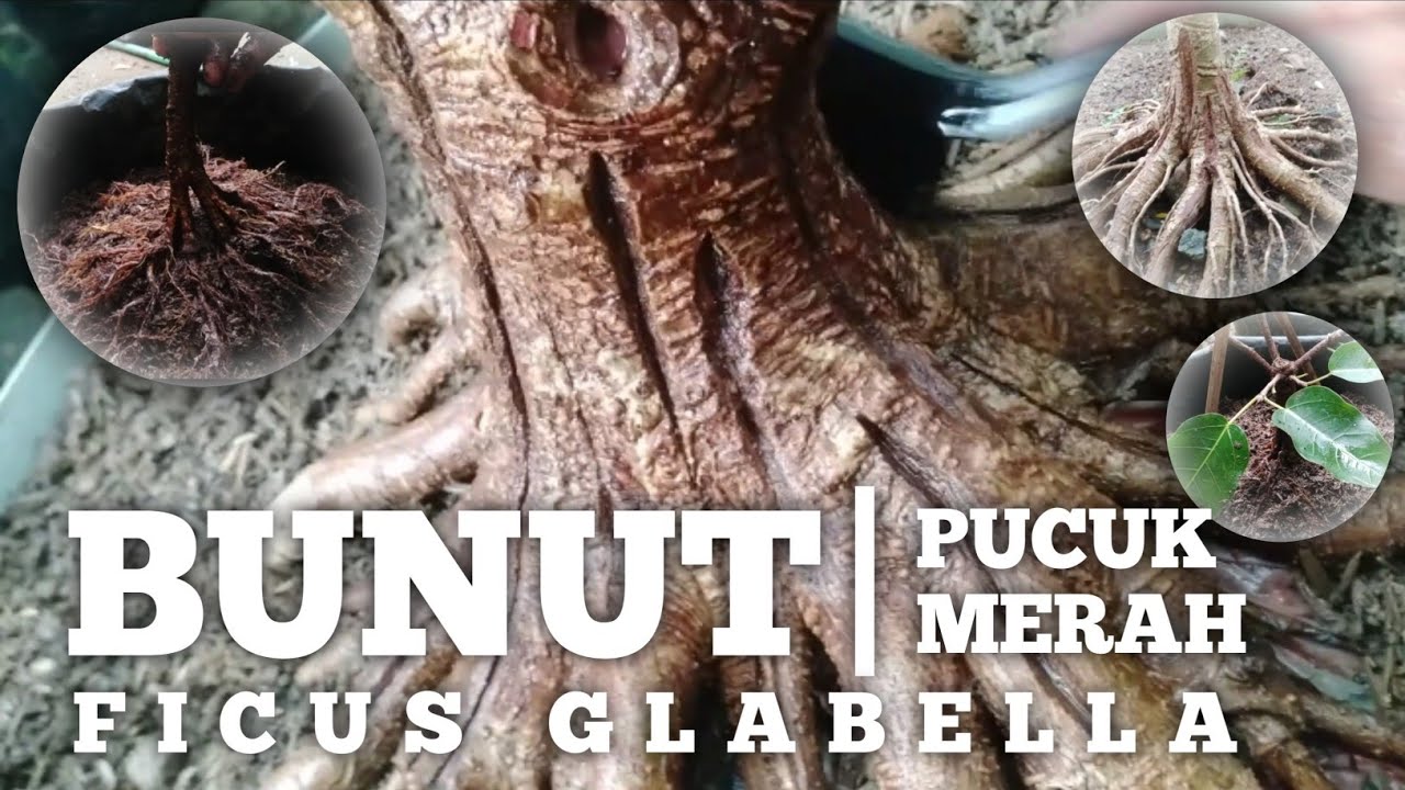PECAH BATANG (BUNUT)