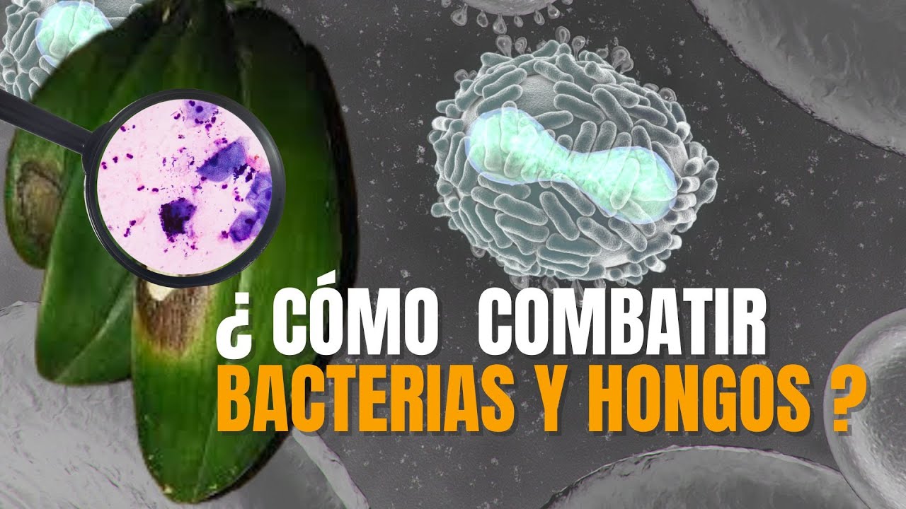 Cuidar su orquídea de bacterias y hongos 🌺