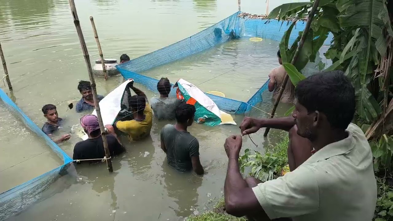 গ্রামবাংলার ভেড়িতে মাছ চাষ || Fish farming in the village pond