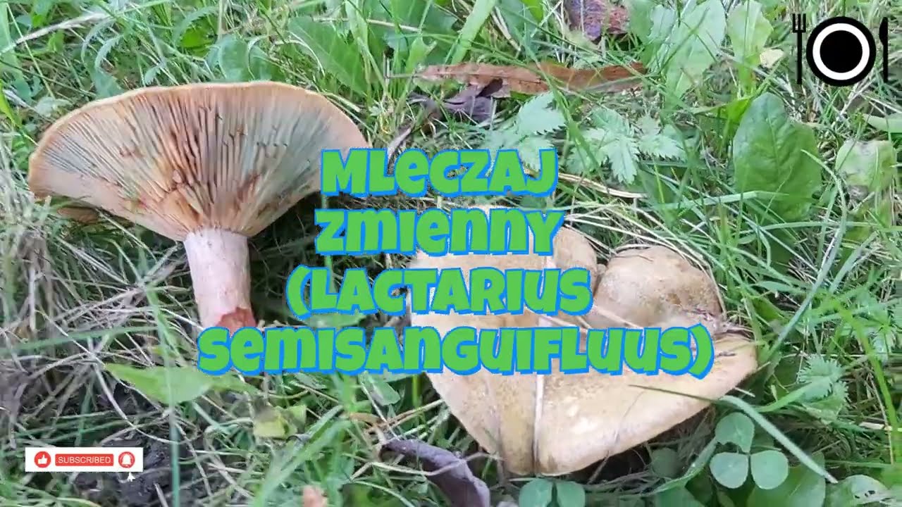 Lactarius semisanguifluus