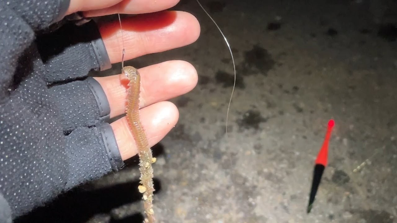 【電気ウキ釣り】夜釣り最強エサで大物を釣る！