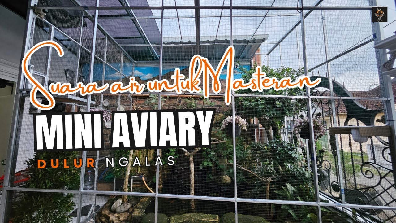 Masteran Suara Air di  Mini Aviary Dulur Ngalas