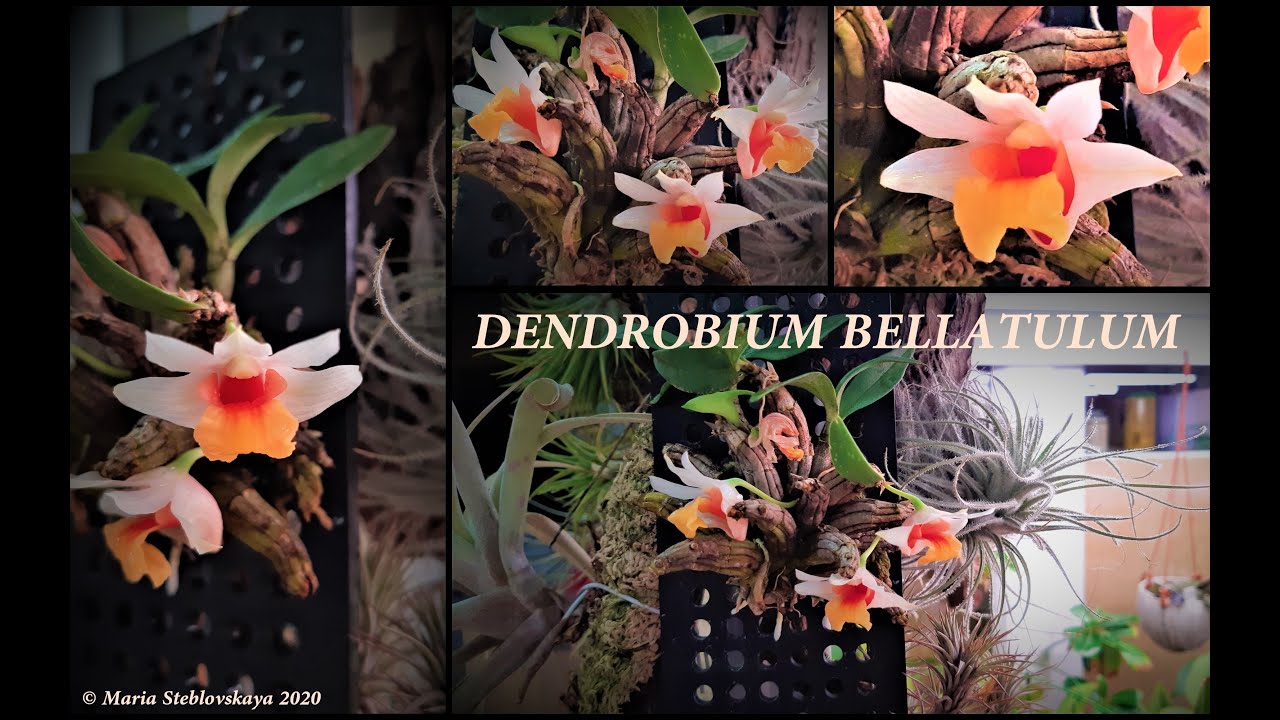 Орхидея DENDROBIUM BELLATULUM  -  описание и основы ухода