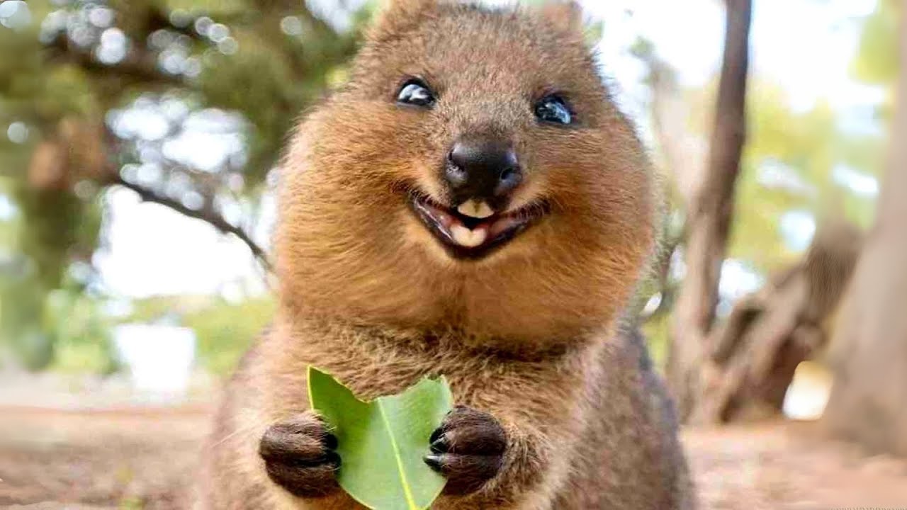 10 Cutest & Most Exotic Animals In The World!