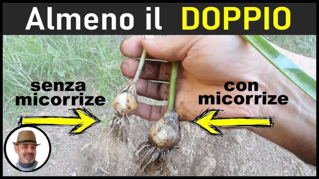 Micorrize il radicante naturale (mycorrhizae, micorrizas)