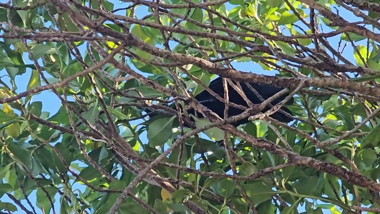 Tu'i bird