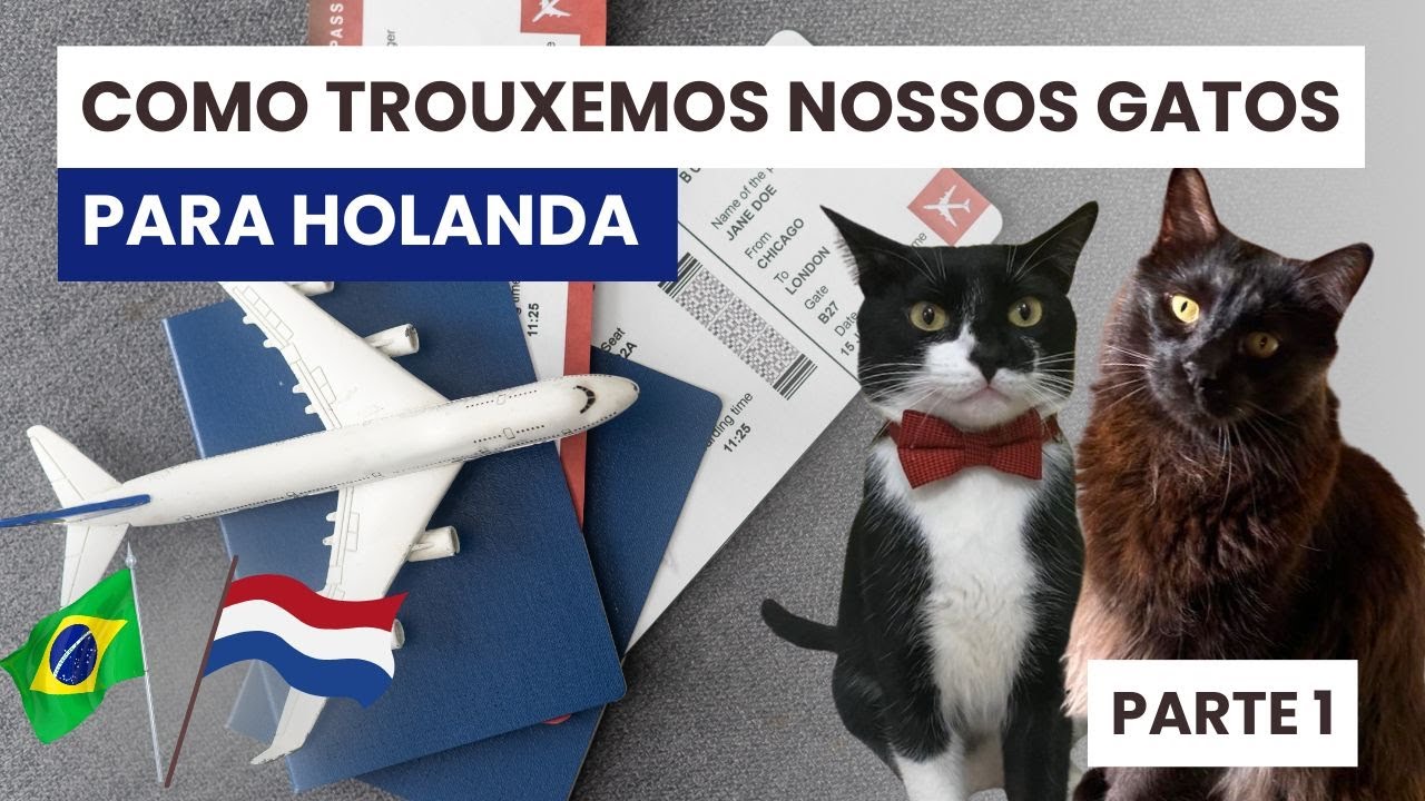 Como viajar com pets para Europa  - Documentos, prazos e valores