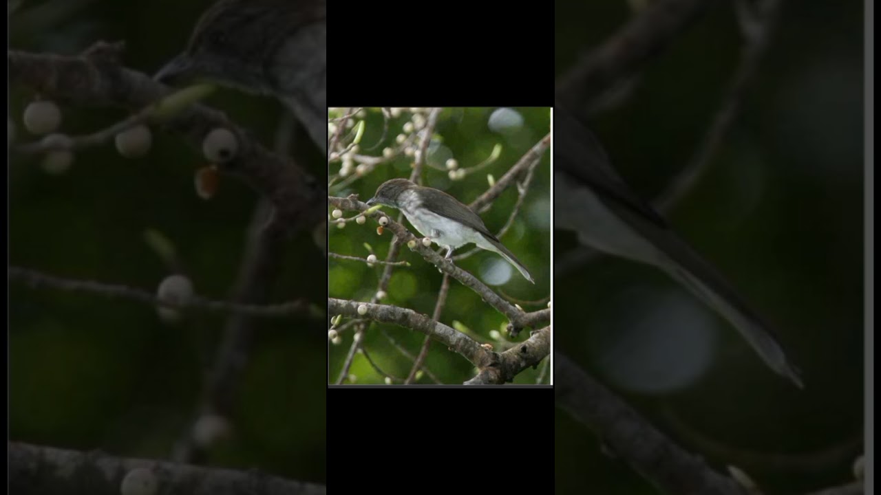 Burung Siri siri gacor tembakan sadis 