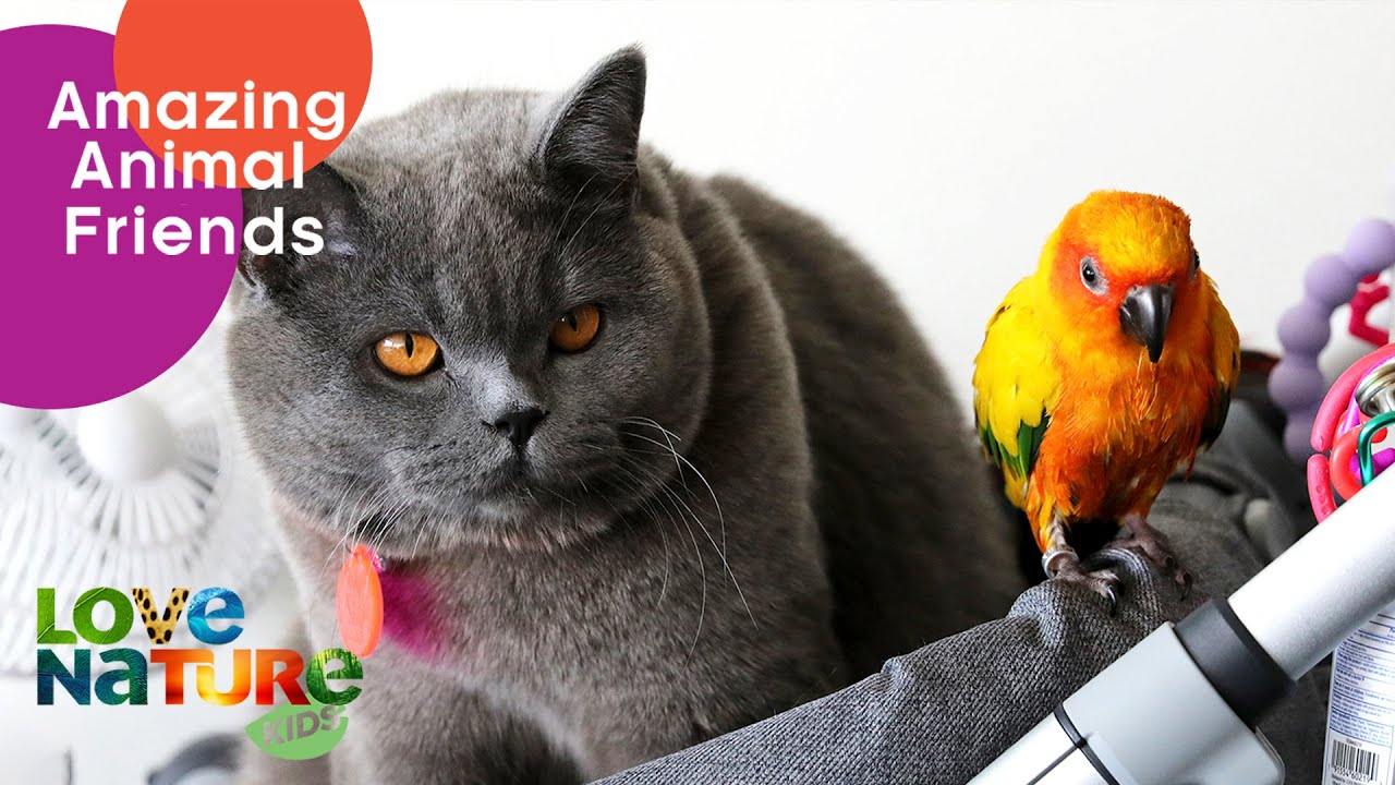Cat, Dog and Bird are Best Friends! 🌟 | Love Nature Kids