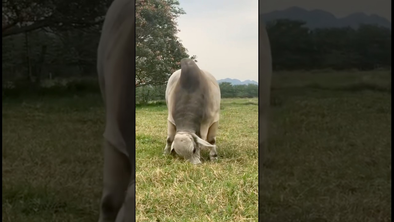 Kurban Sapi Warna Putih 