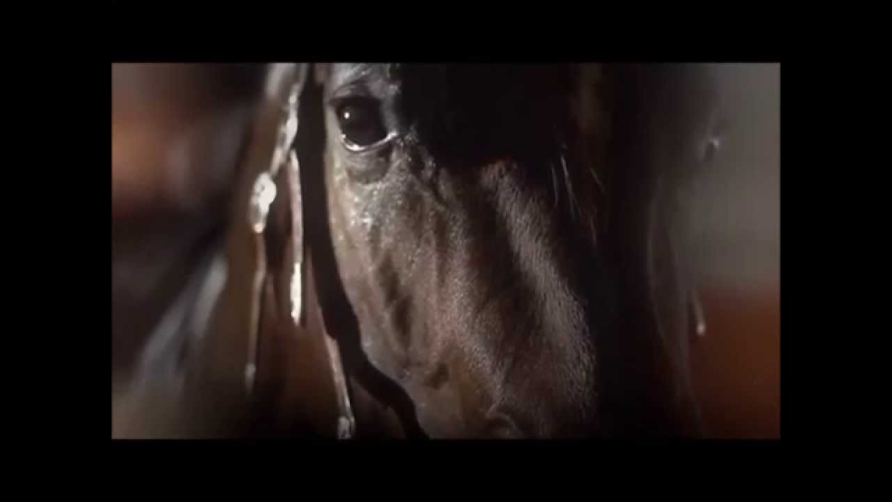 ~ The beauty and elegance of Western riding II Tribute to Western riding ~