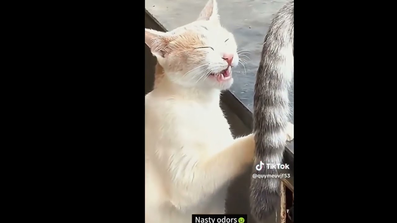Try Not To Laugh Challenge 😂