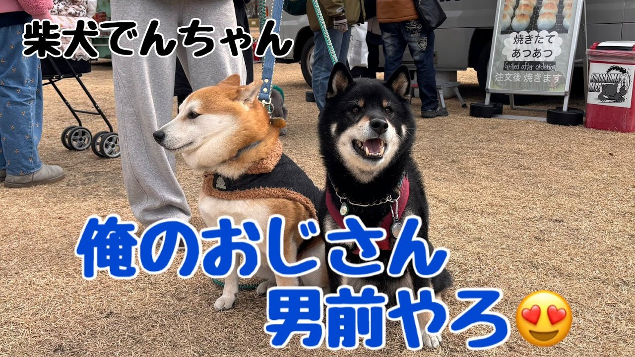 柴犬でんちゃん　「LOG-IN LOVE PET FESTA」で出会ったワンコ達🐶