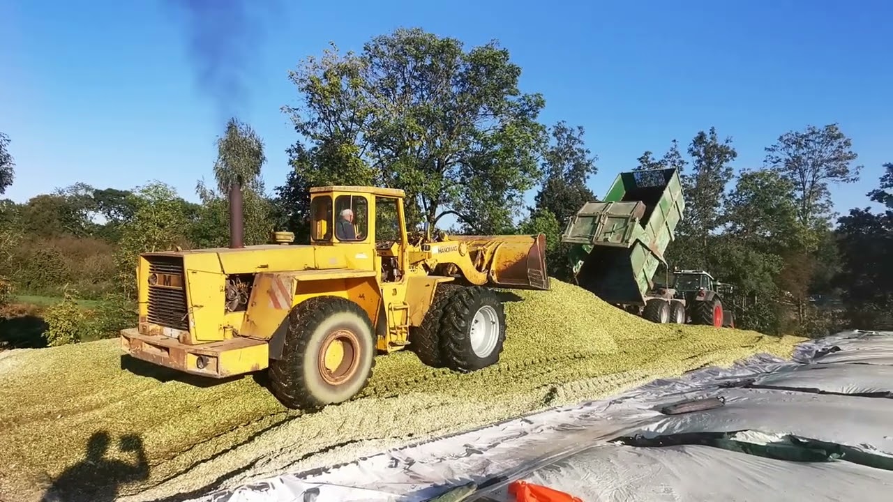 HANOMAG 66C beim Mais schieben und verdichten