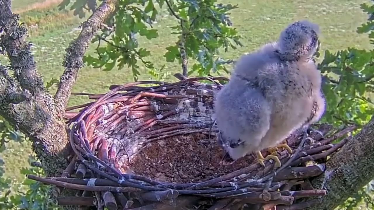 #falcon Cam4#104 Review baby birds in the nest - Dad and mother brings food to feed their chicks