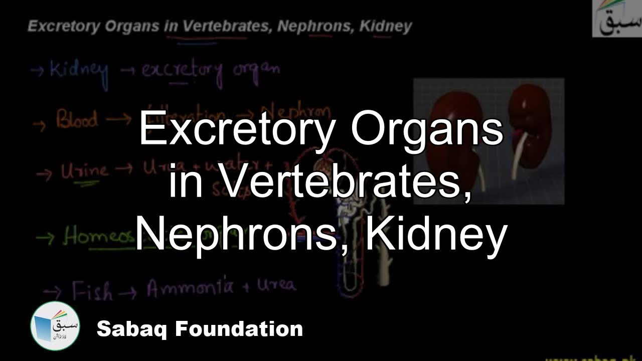 Excretion in Vertebrates, Nephrons, Kidney, Biology Lecture | Sabaq.pk