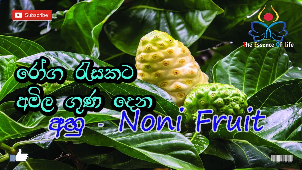 රෝග රැසකට අමිල ගුණදෙන අහු - Noni Fruit