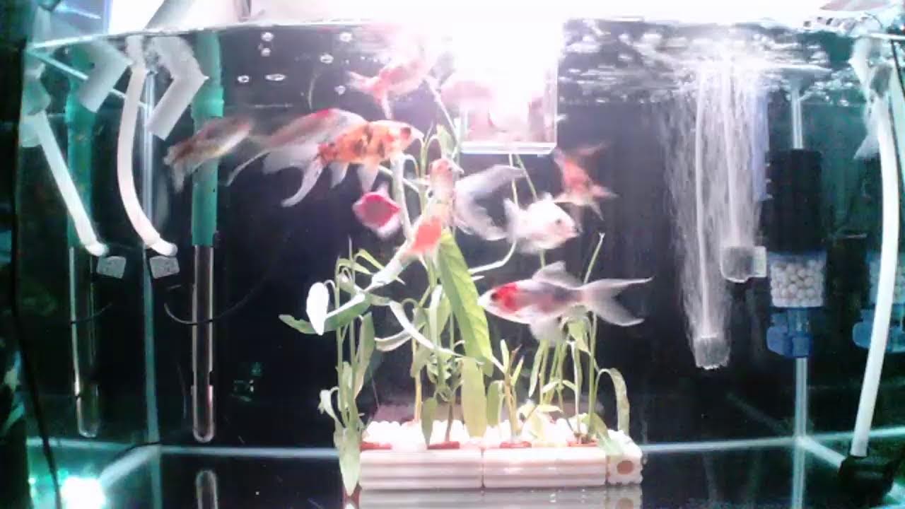 Watch My Gold Fish For Stress Relieves..