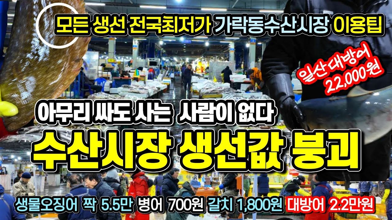 가락동 수산물도매시장 활어 선어 산지 반값 급락 생물오징어 짝 5만원, 횟감병어 700원 갈치 1,800원, 일산대방어 2만 2천원 아무리 싸도 살사람이 없다?