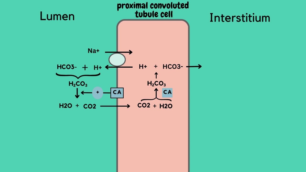 Carbonic Anhydrase Inhibitors Diuretics  | Mechanism of Action #pharmacology #mechanismofaction