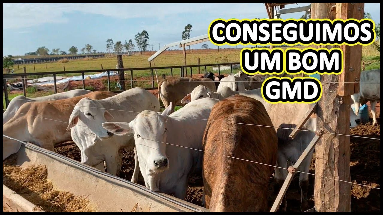 GMD DAS NOVILHAS RECRIA #gado  #agropecuaria  #confinamento