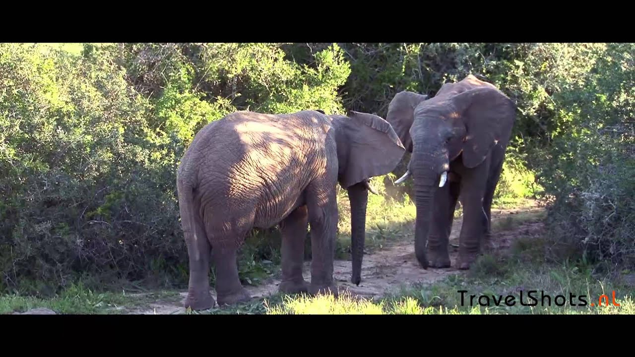 WorldWildLifeDay by TravelShots.nl