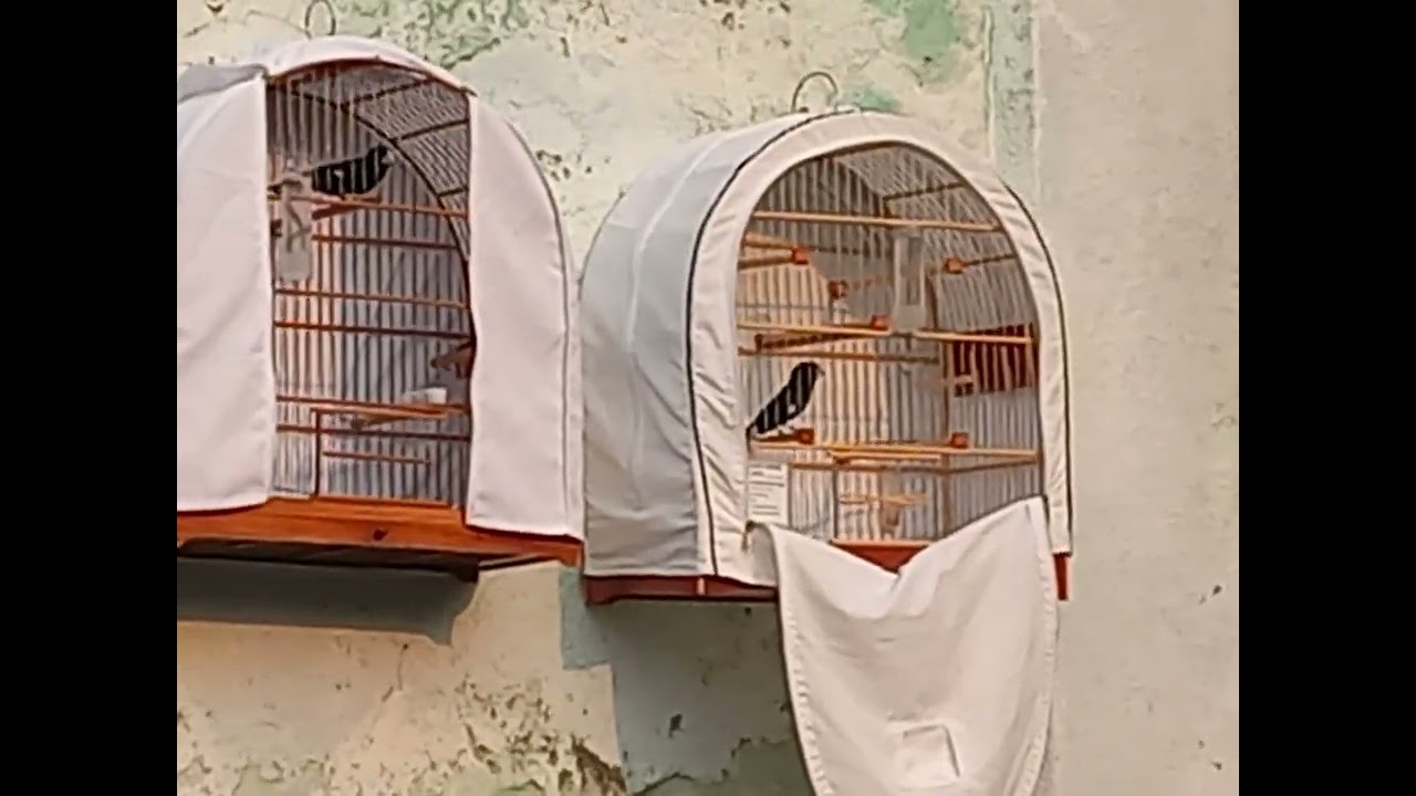 Treino dos bicudos pintados  todos com 2 anos de vida!
