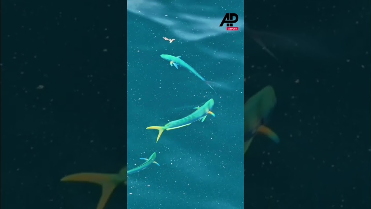 BRAZIL: Drone operator spots stunning #dolphinfish swimming off S&atilde;o Paulo #brazil #saopaulo #dolphin