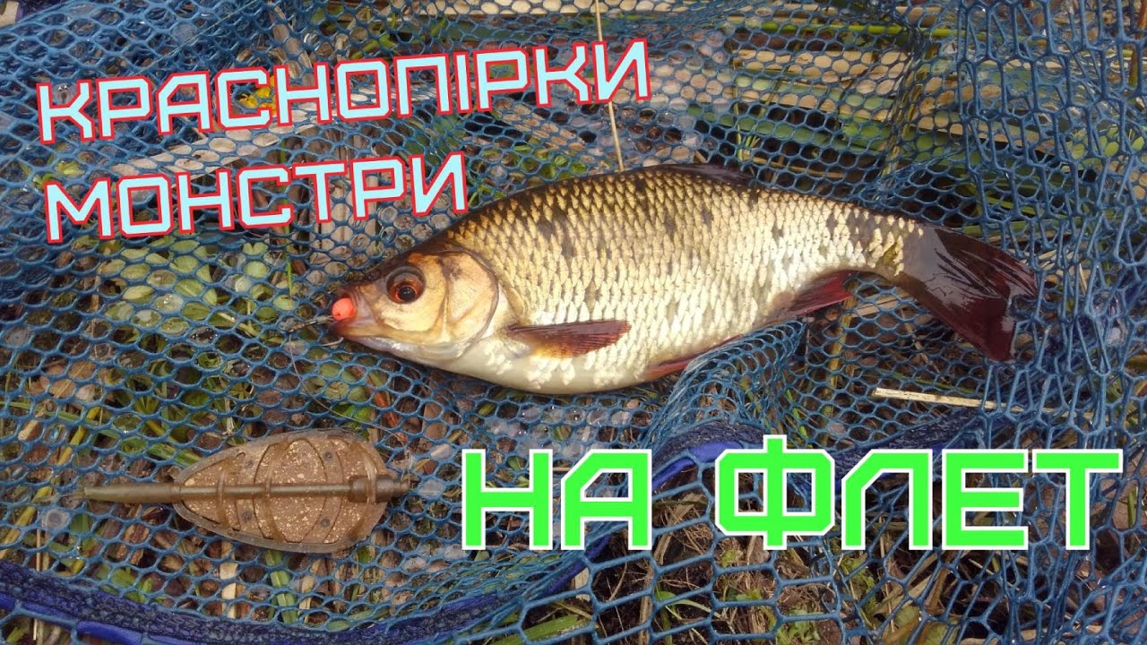 КРАСНОПІРКИ - МОНСТРИ !!! Рибалка на ФЛЕТ. #carpdrive #KomandaA #КомандаА