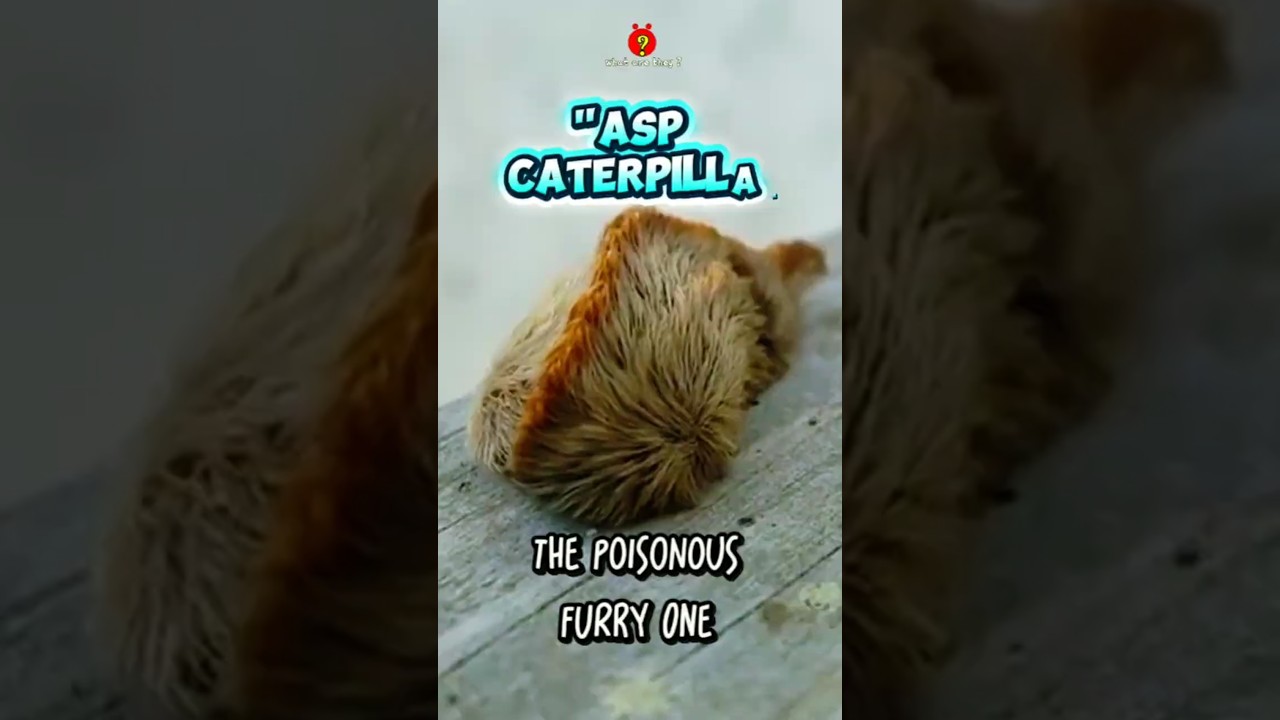 Asp Caterpillar: Cute But Dangerous. Don't Try to Touch It. 