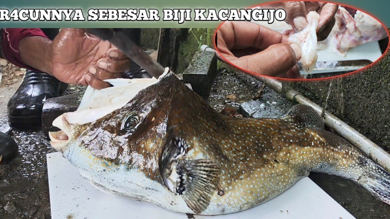 🔴R4CUN IKAN BUNTAL INI SEBESAR BIJI KACANG IJO