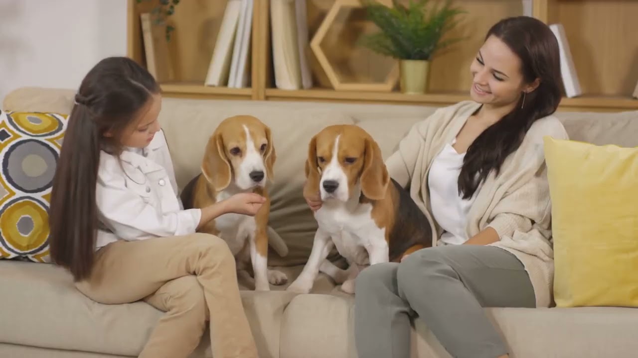 7 common beagles behavioral problems and how to fix. Training properly is the key and patience