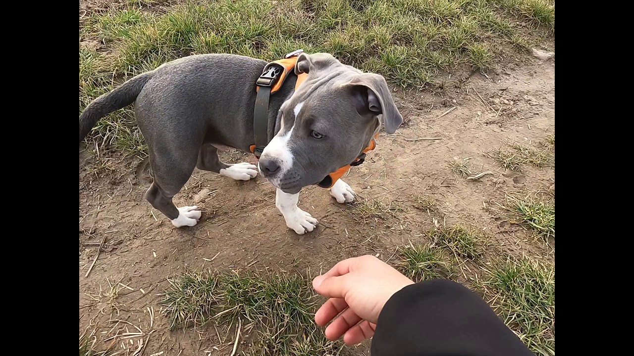 AmStaff Pablo Tarlada mermi gibi gidiyor derken göze geldi