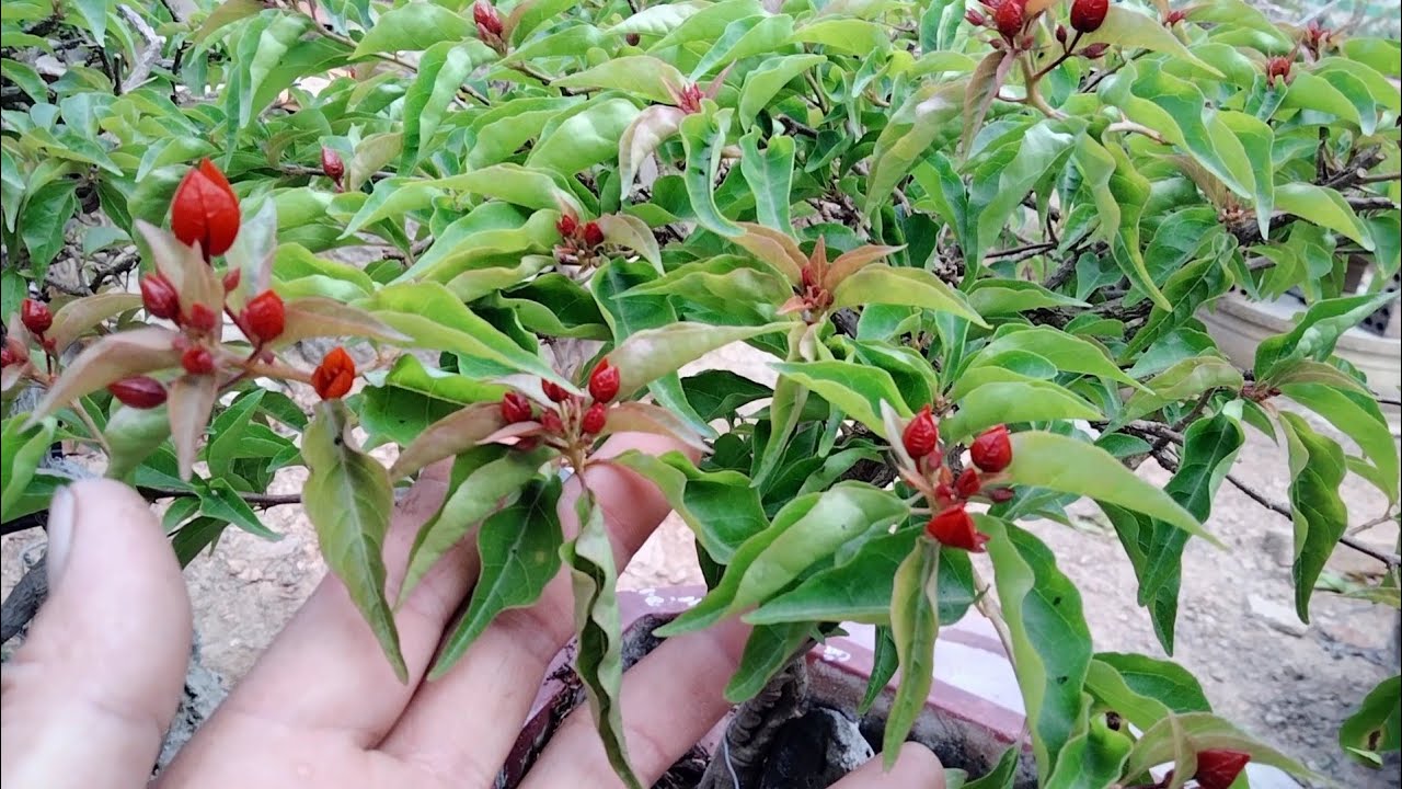 Bón phân cho hoa giấy khi bị khằng đọt ra hoa ngay tết 