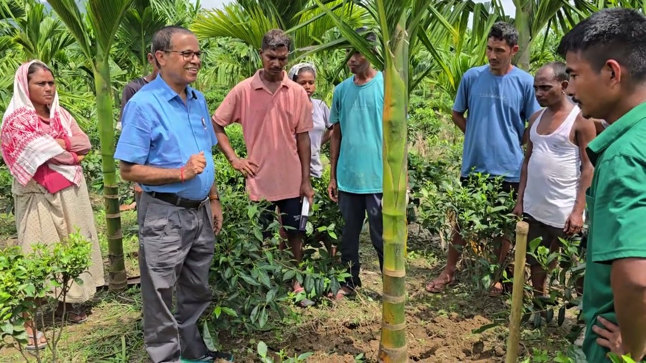 Fertilizer application in arecanut in Arunachal Pradesh. 
