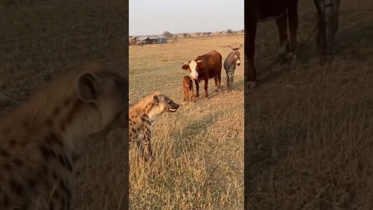 Donkey Protects Cow from Hyena &mdash; Farmyard Defense
