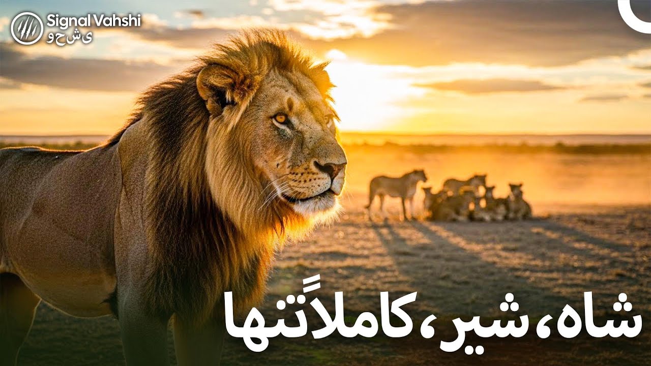 شیر بدون گله چقدر می تواند دوام بیاورد؟ I دوبلهٔ فارسی
