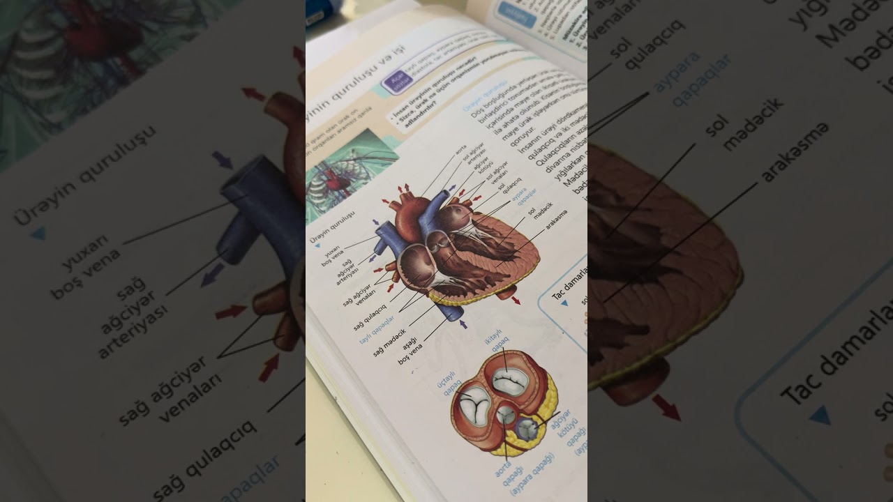 Ürəyin quruluşu və damarları