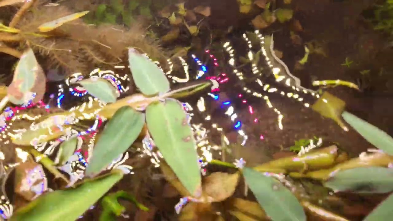 Sunken Treasure Aquatics Plant Unboxing