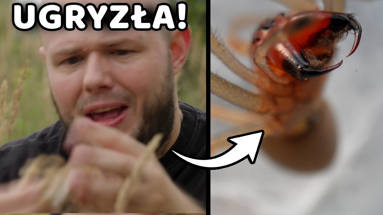 Zostałem ugryziony przez kolczaka zbrojnego...