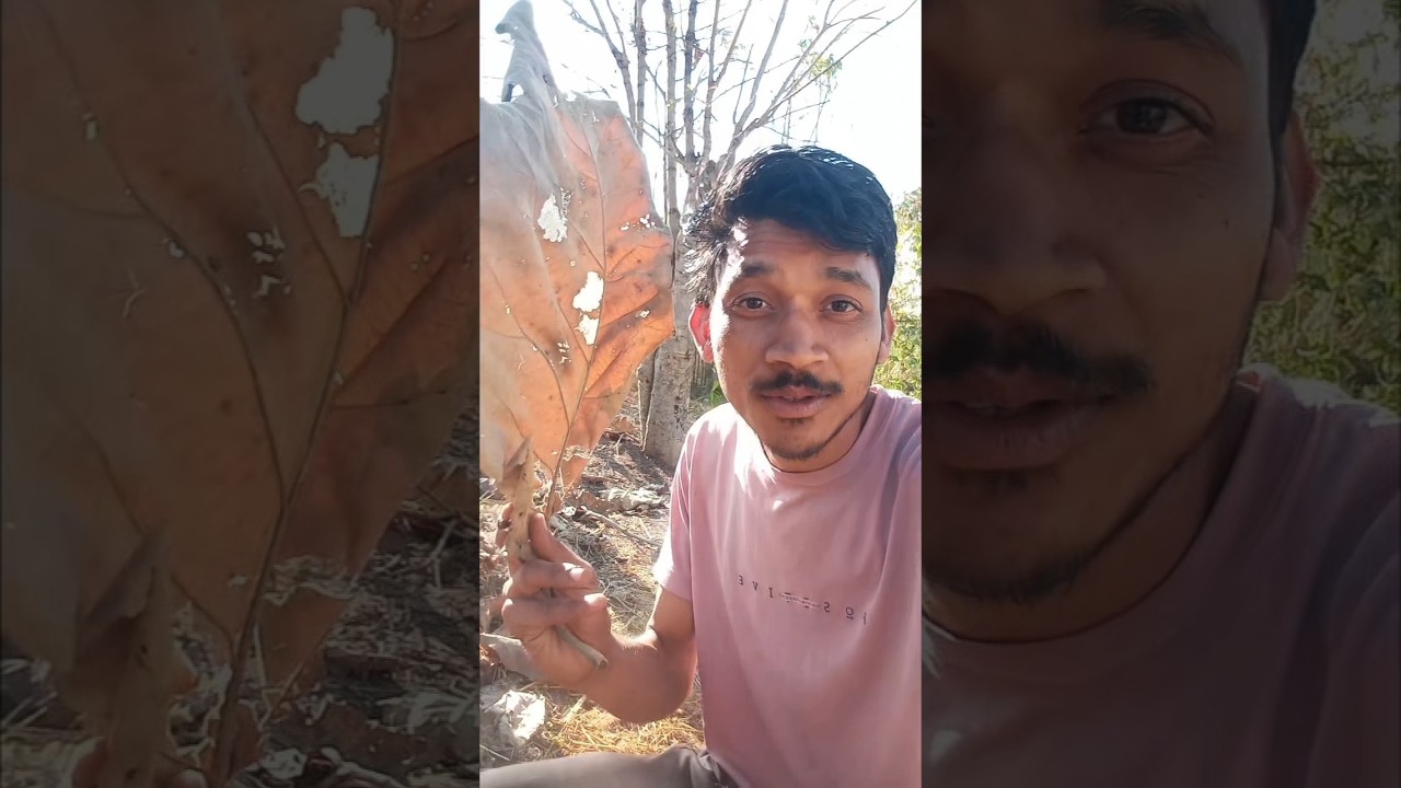 सागौन का पत्ता और जाली
