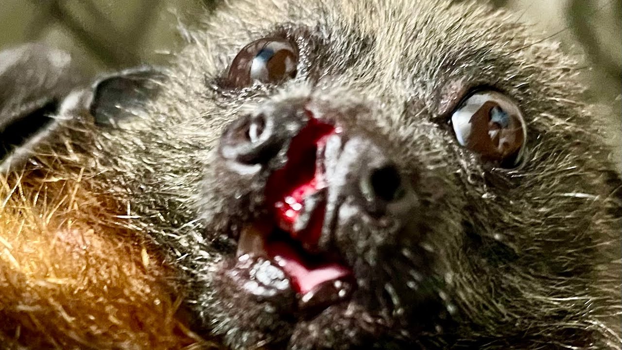 Rescuing Splitz;  a flying-fox who was found in the middle of the road