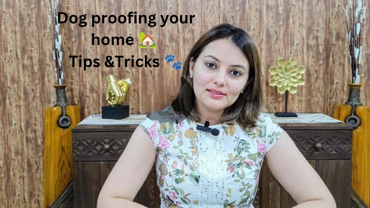 Expert tips on creating a safe space for your dog 🛡️