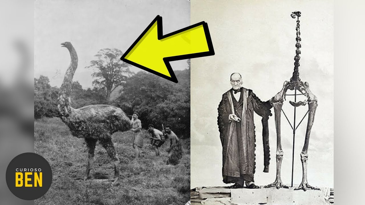 10 Animales Extintos Por Culpa Del Ser Humano