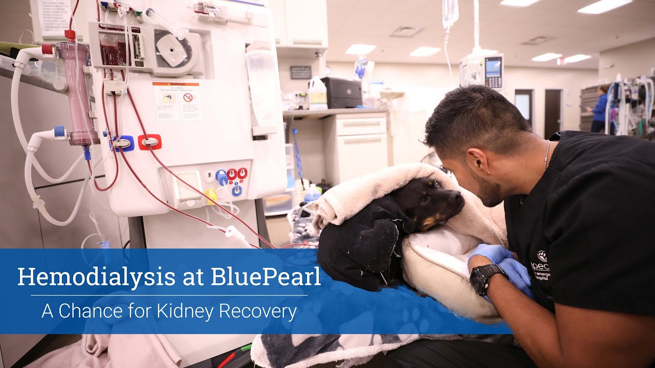 Hemodialysis at BluePearl