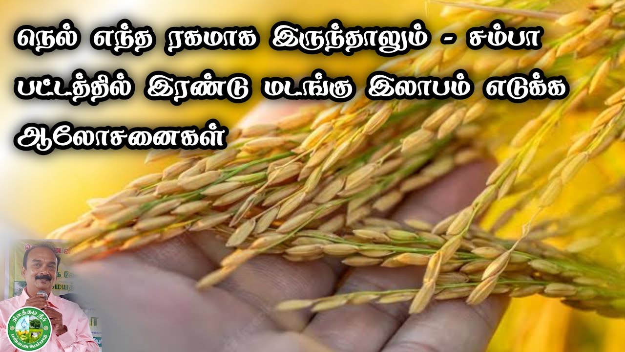 நெல் - சம்பா பட்டத்தில் எல்லா ரகத்திலும் இரட்டிப்பு இலாபம் பெற ஆலோசனைகள்