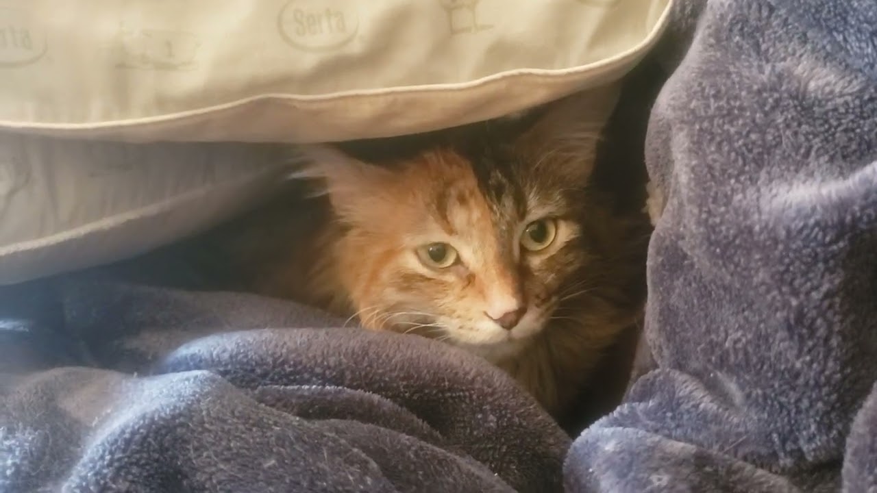 Baby Cat builds a Pillow Fort & Proud of herself!! XD Kye the Baby Cat!!!