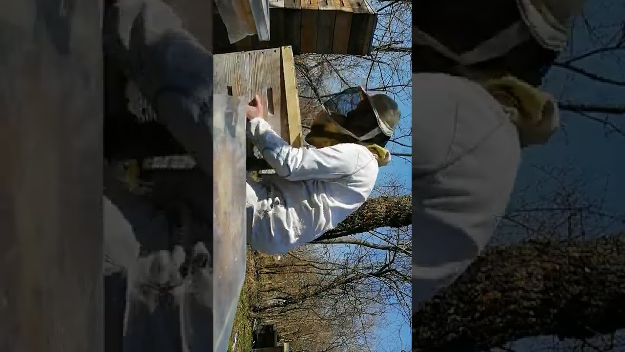 Apicultura pentru toți. Unificarea unui stup orfan.