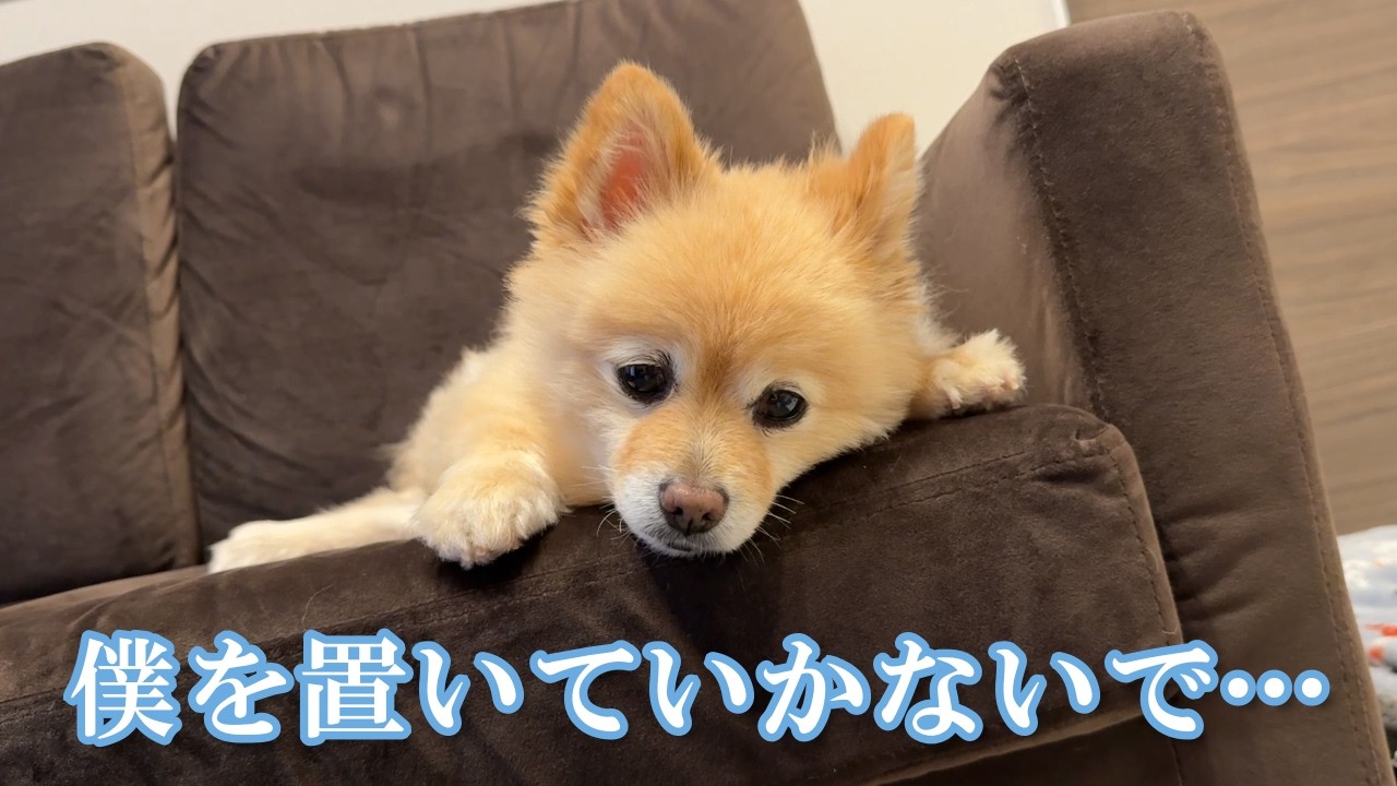 【お留守番】ママと娘が実家に帰省してしまい、寂しくなっちゃったポメラニアン