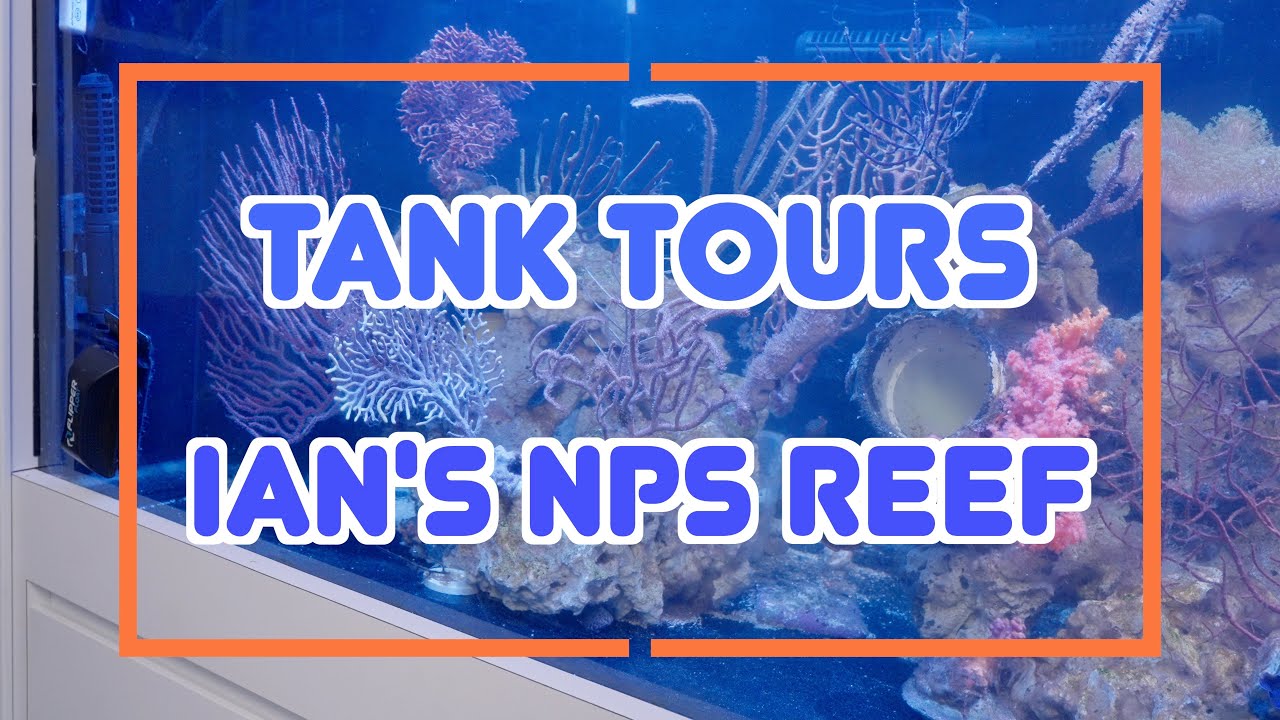 7 FOOT, 250G NPS & SOFT CORAL DOMINATED REEF TANK! Part 1: Returning back to the hobby!